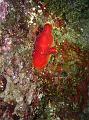 Ascidie rouge